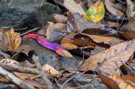  Fontinalis!  Discover this Miniature Marvel Hiding Among Forest Debris