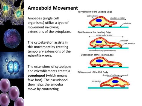  Limacysta! A Microscopic Marvel Demonstrating the Wonders of Amoeboid Movement and Ingestion