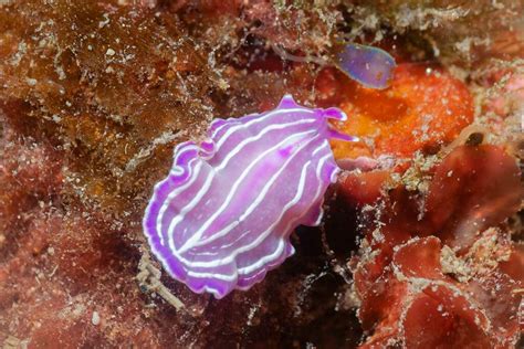  Oceanicolloides!  The Bizarre Flatworm That Thrives on Deep-Sea Bacteria