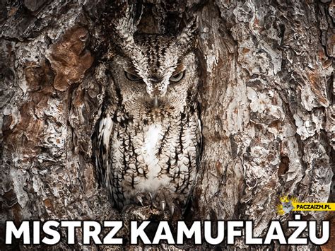 Zoothamnium -  Czy ten mistrz kamuflażu potrafi ukryć się w gęstym lesie glonów?