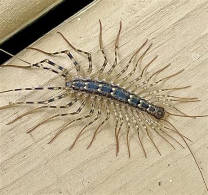  Centipede: A Masterful Hunter With Legs For Days Lurking In Your Backyard!