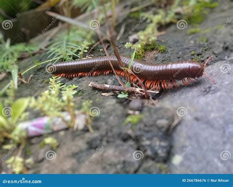 Diplopoda! Zwierzę z wieloma odnóżami i niezwykle elastycznym ciałem!