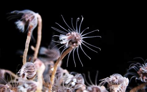 Dysmorphia: This Enchanting Colonial Hydrozoan Creates Glowing Underwater Structures That Mimic Tiny Cities!