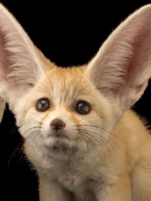  Fennec - Odkryj uroczy świat małego liska z ogromnymi uszami!