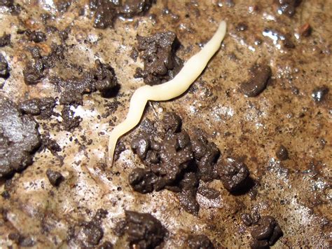  Geoplanopsis: A Tiny Terrestrial Flatworm With an Enormous Appetite for Decaying Matter!