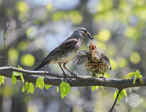  Hummingbird! Czy wiesz, że te małe ptaki potrafią unosić się w powietrzu i latać do tyłu?