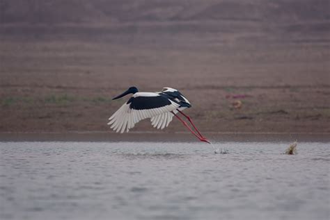  Ibis! Poznaj Ptaka o Długiej Szyi i Ekscytującym Życiu Towarzyskim