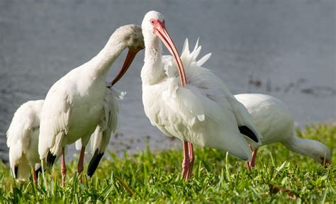  Ibis! Ptaki Z Piękną Ozdobą Upierzeniem Mają Wspaniale Rozwinięte Zmysły