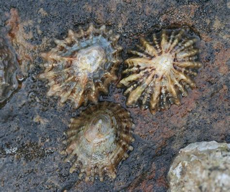  Limpet: This Remarkable Mollusk Thrives on Rocky Shores, Unveiling its Exquisite Shell Architecture