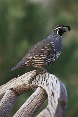  Quail: A Bird Whose Tiny Size Belies Its Remarkable Migratory Capabilities and Distinctive Whistle-Like Calls!