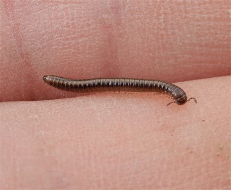  Quaking Millipede: A Tiny Tremor You Can Hold in Your Hand!