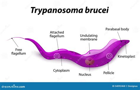  Trypanosoma!  Poznaj Jednokomórkowego pasożyta o niesamowitej zdolności do przemieszczania się i wielkiej szkodliwości dla organizmu żywiciela.