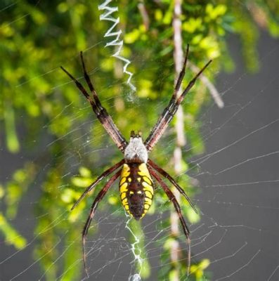  Yellow Garden Spider: Discover Its Delicate Webs and Voracious Appetite!