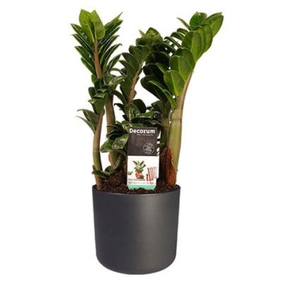  Zamioculcas! Zjawiskowy gatunek Diplopoda znany z niesamowitej zdolności do regeneracji kończyn!